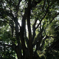 207-1.jpg