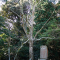234-3.jpg
