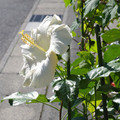 244-3.jpg