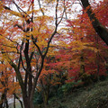 290-1.jpg