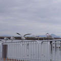 298-2.jpg