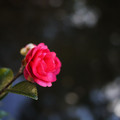 353-3.jpg