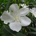 480-1.jpg