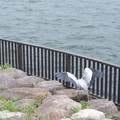 481-2.jpg