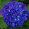 485-3.jpg