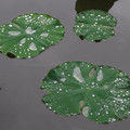 492-2.jpg