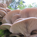 685-3.jpg
