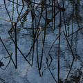 736-2.jpg