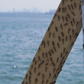 799-2.jpg