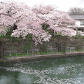 800-1.jpg