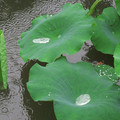 872-3.jpg