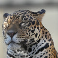1003-1.jpg