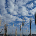 1007-1.jpg