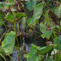 978-1.jpg