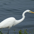 981-3.jpg