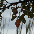 982-3.jpg