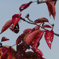 987-2.jpg