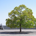 1177-1.jpg