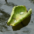 1188-1.jpg