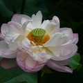 1291-3.jpg