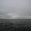 1799-1.jpg
