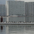 1856-1.jpg
