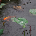 2083-3.jpg