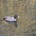2141-3.jpg