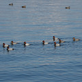 2146-2.jpg