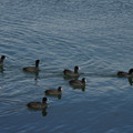 2153-2.jpg