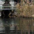 2161-3.jpg