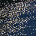 2207-3.jpg