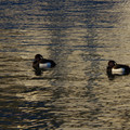 2217-3.jpg