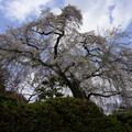 2259-1.jpg