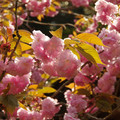 2265-2.jpg