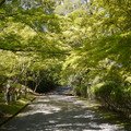2272-1.jpg