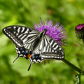 2277-1.jpg