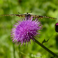 2277-3.jpg