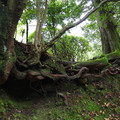 2331-3.jpg