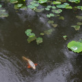 2691-2.jpg