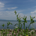 2709-1.jpg