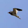 2709-2.jpg