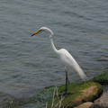 2712-1.jpg