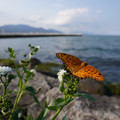 2773-1.jpg