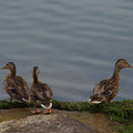 3499-2.jpg