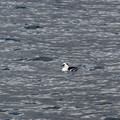 3637-2.jpg