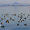 3652-1.jpg