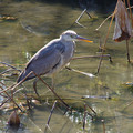 3680-1.jpg