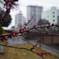 3703-1.jpg