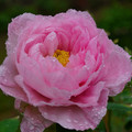 3746-1.jpg